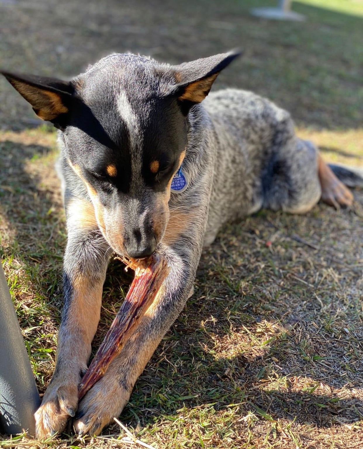 7 x 100g - Variety Kangaroo Dog Treat Pack